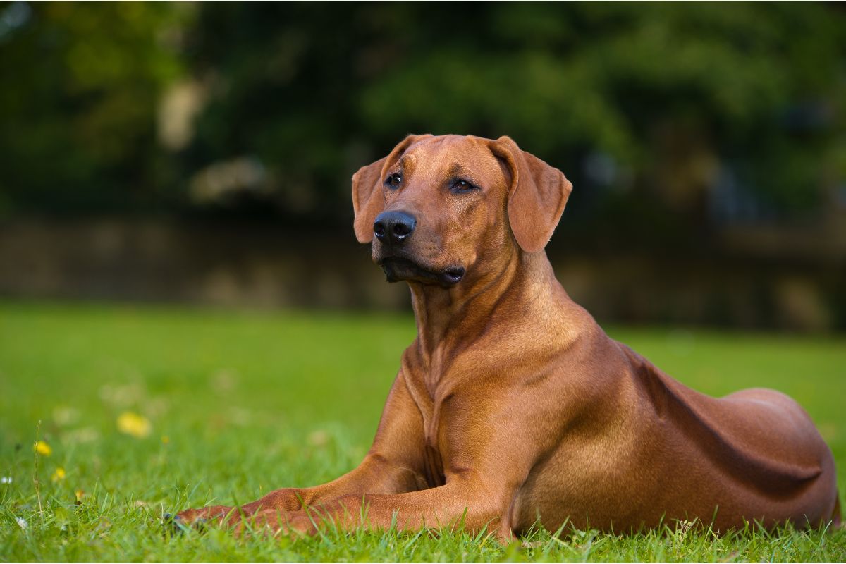 Rhodesian Ridgeback: Ein stolzer afrikanischer Wächter