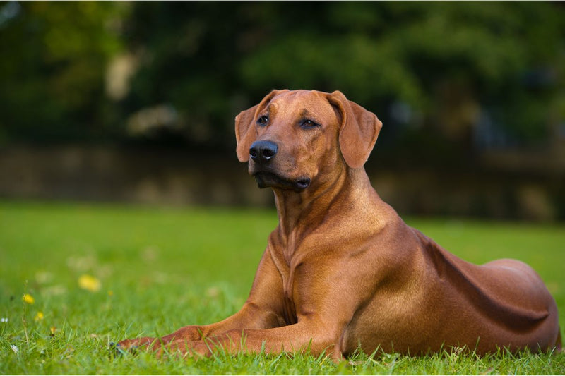 Rhodesian Ridgeback: Ein stolzer afrikanischer Wächter
