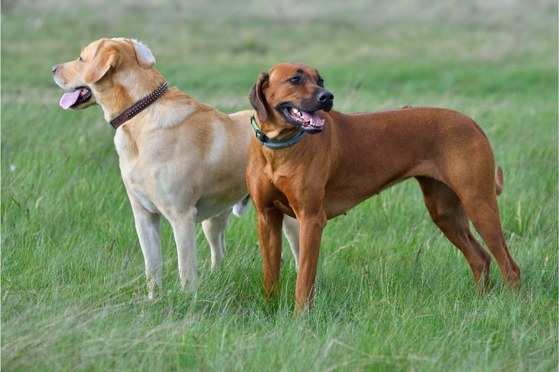 Der Ridgeback-Labrador Mix: Wachsam, Verspielt und Treu