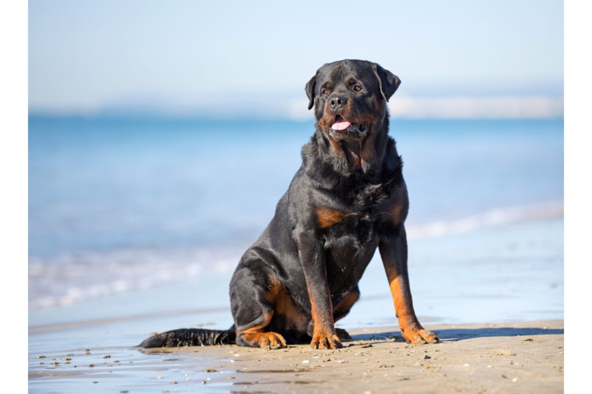 Rottweiler: Merkmale, Größe und Ausbildung