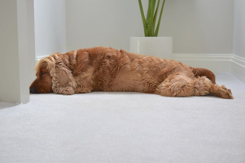 Ruhige Hunderassen: Gemütlichkeit auf vier Pfoten