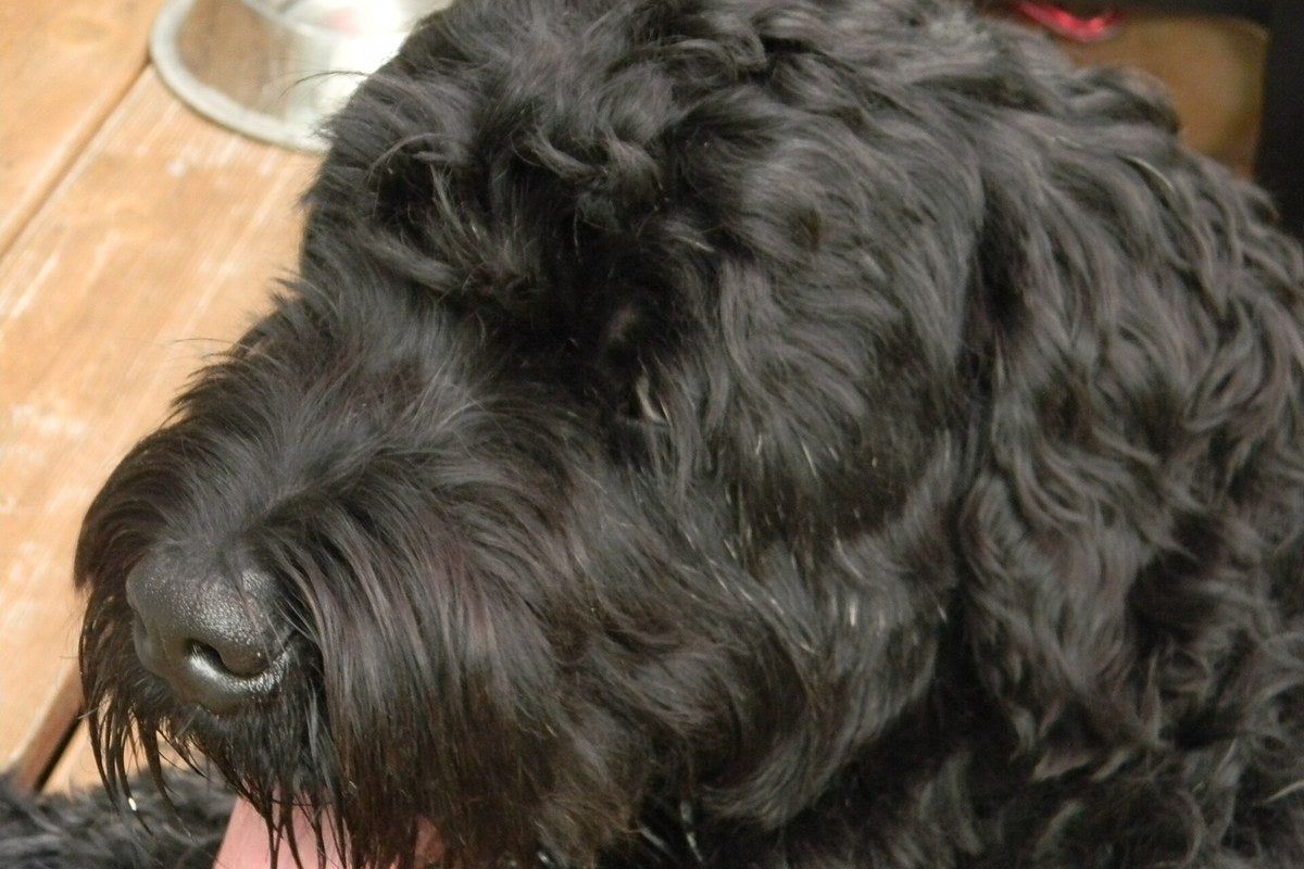 Russischer Schwarzer Terrier: Größe, Wesen und Pflege