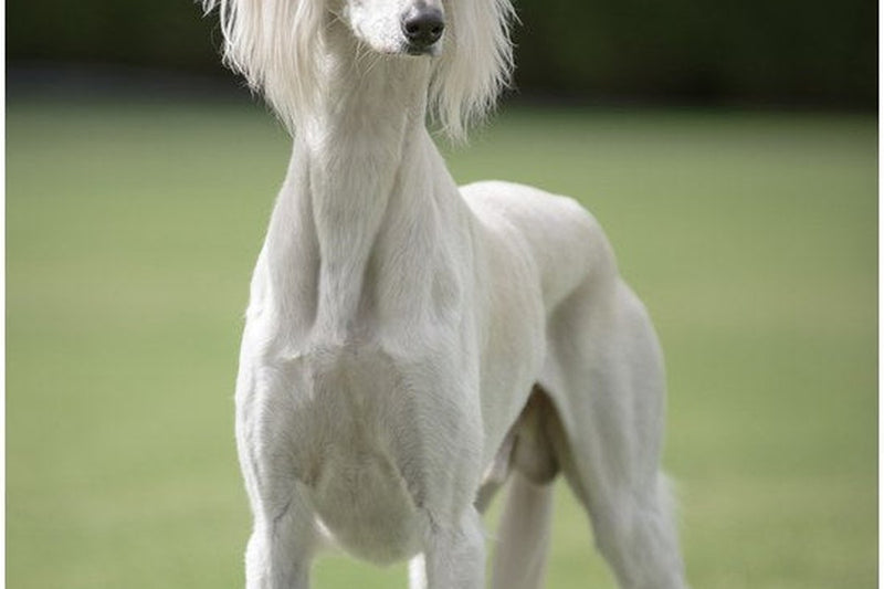 Saluki: Größe, Herkunft und Haltung