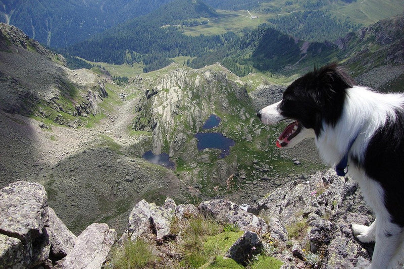 Schäferhund Gewicht: die Werte aus dem Standard