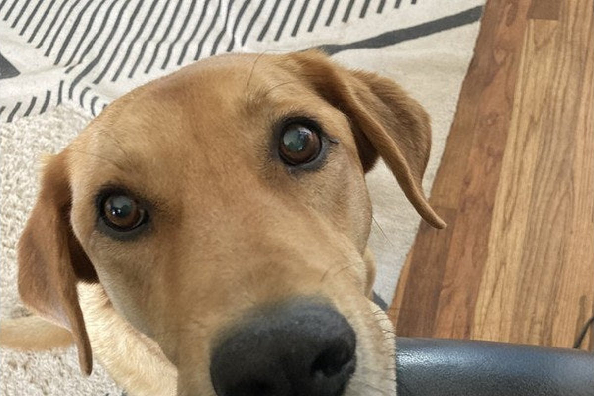 Schlafmittel für Hunde: warum hier keine Namen stehen