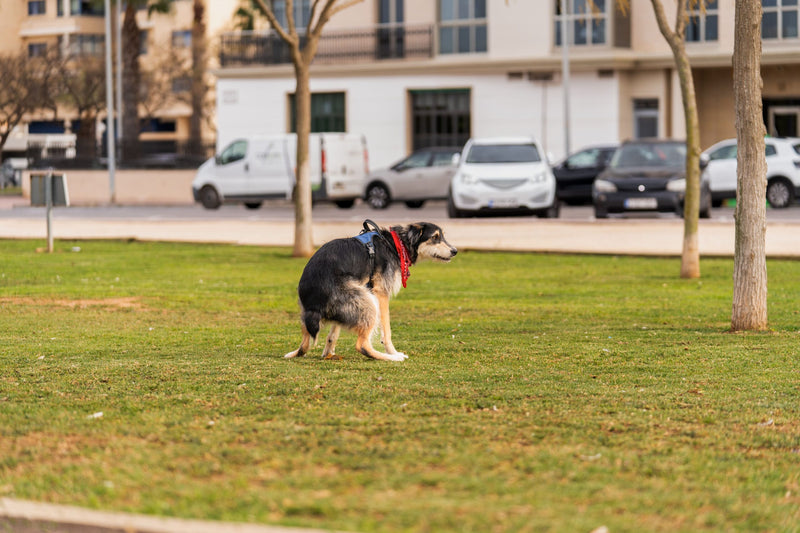 Schleimiger Kot beim Hund – Ursachen, Symptome und was du tun kannst
