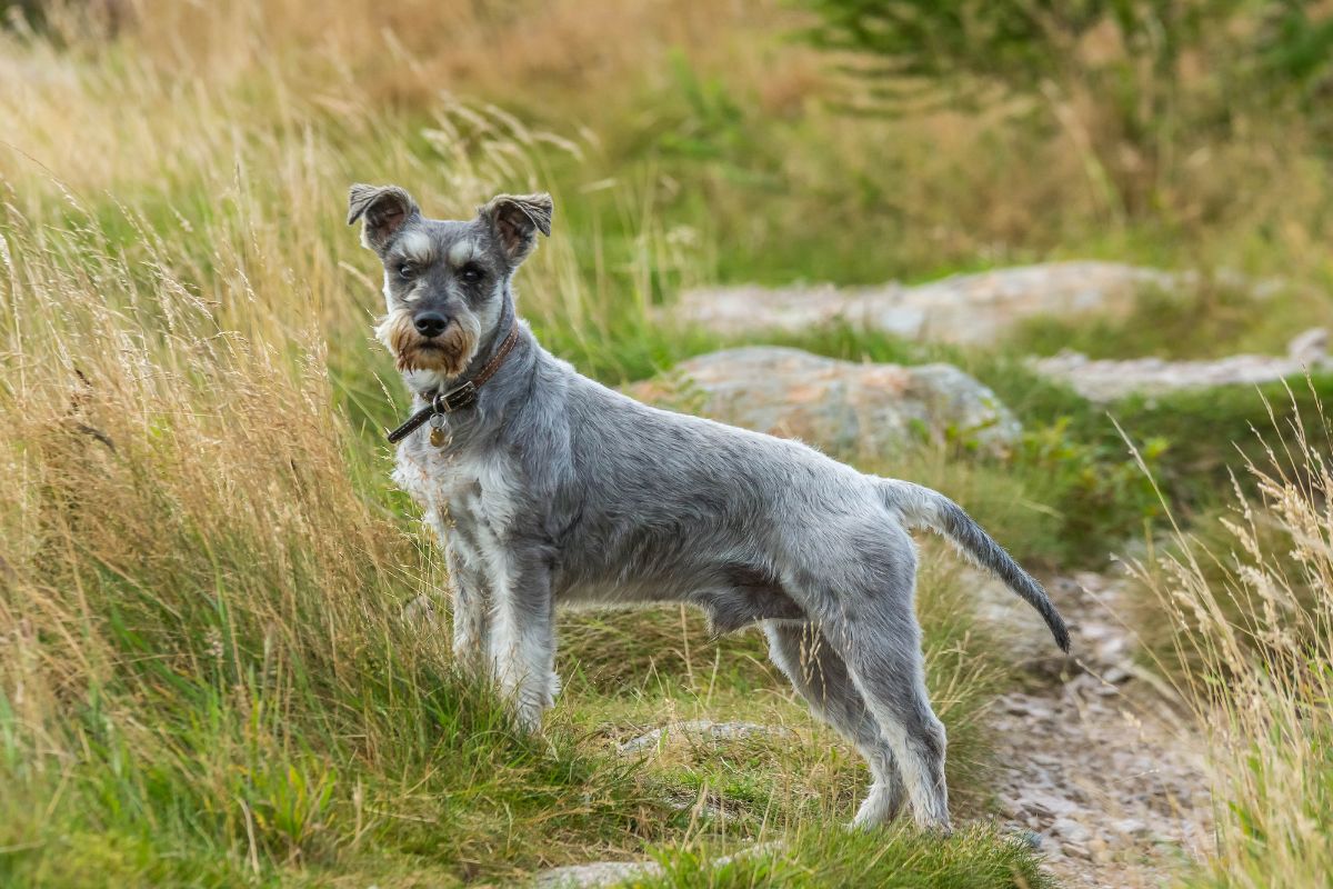 Schnauzer-Rassen im Überblick