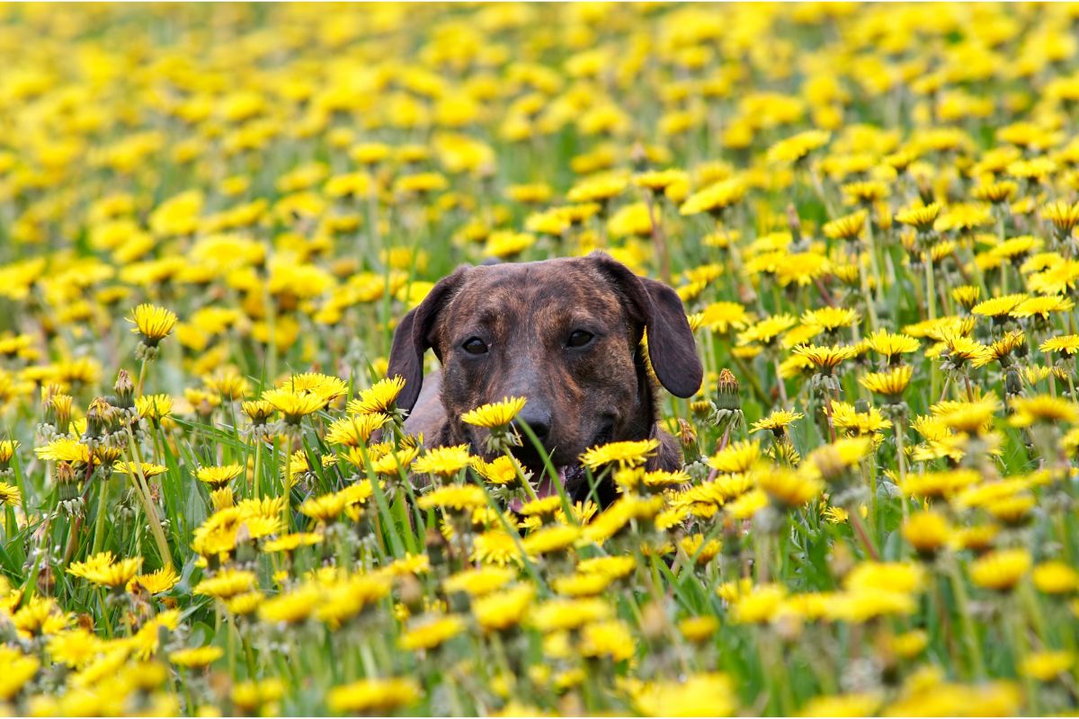Schutz vor Flöhen und Zecken: Alle Produkte in der Übersicht