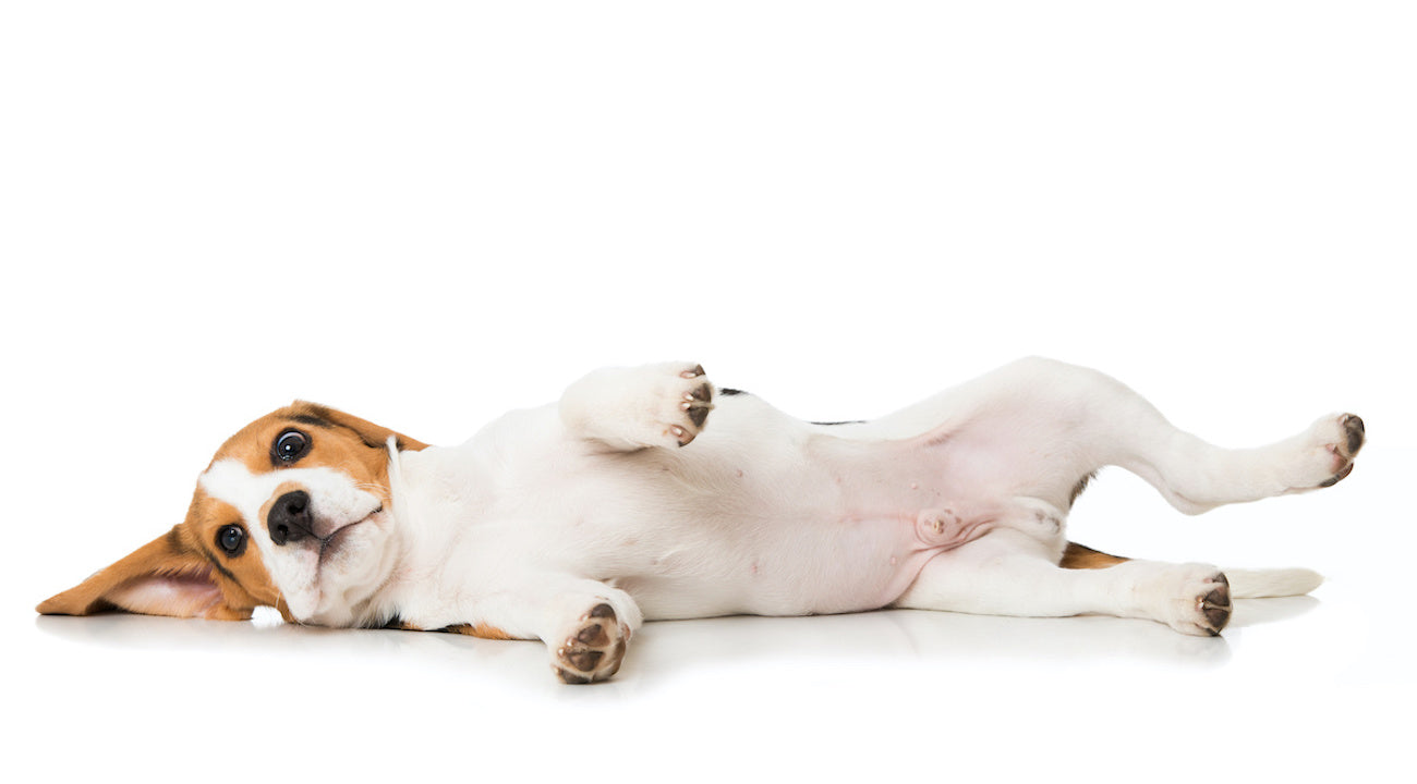 Schwarze Flecken im Genitalbereich bei Hunden