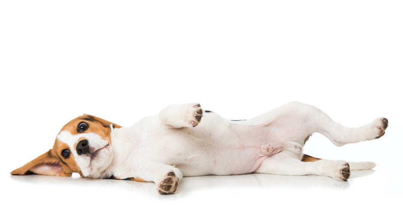 Schwarze Flecken im Genitalbereich bei Hunden