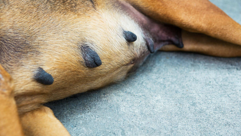 Schwarze Krusten an den Brustwarzen von Hunden