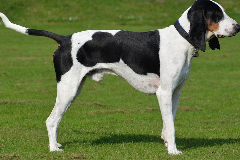 Schweizer Laufhund: Größe und Varietäten