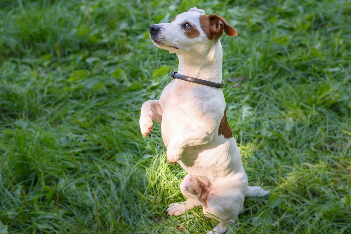 Seresto Halsband: Verwendung und Nebenwirkungen