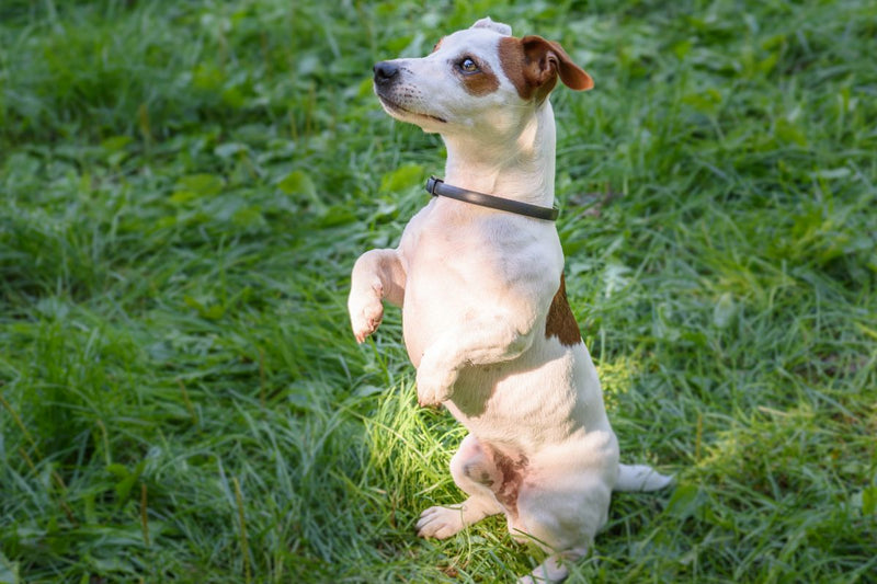 Seresto Halsband: Verwendung und Nebenwirkungen