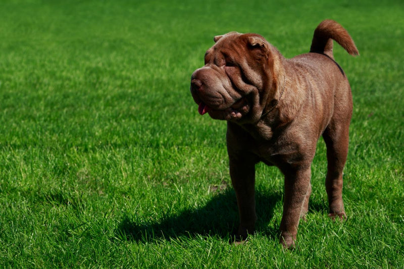 Der Shar Pei: Ein treuer Gefährte mit einzigartiger Faltenpracht