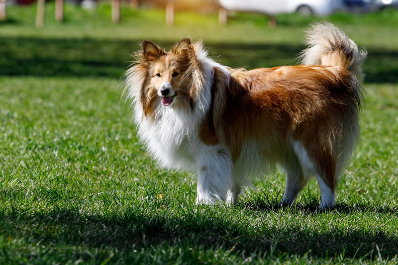 Sheltie: Größe, Wesen und Haltung