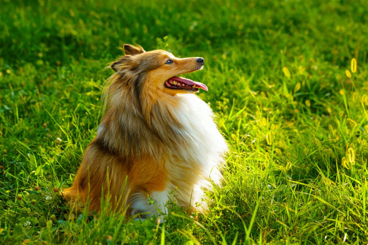 Der Sheltie: Charmante und wachsame Familienhunde