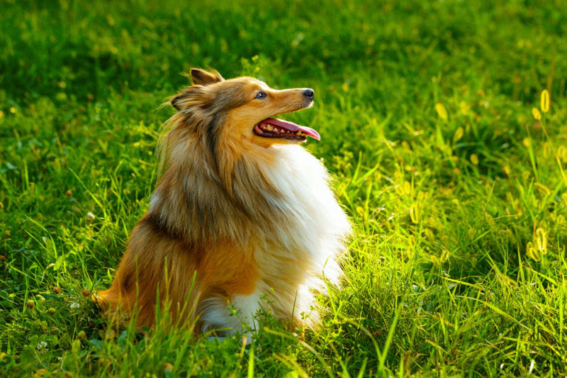 Der Sheltie: Charmante und wachsame Familienhunde