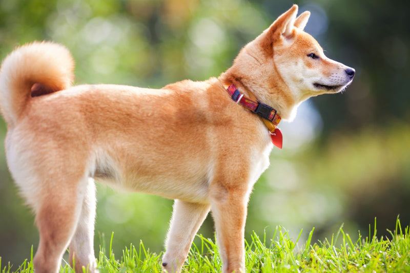 Der Shiba Inu: Die älteste Rasse Japans
