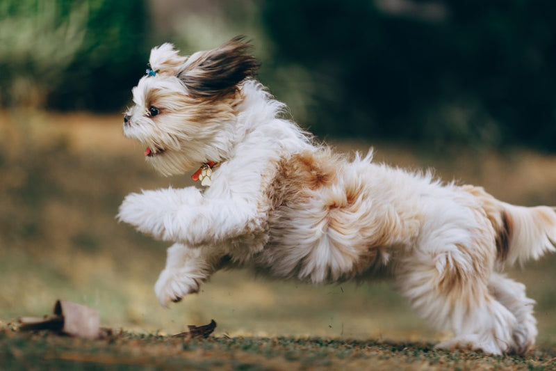 Der Shih Tzu: Ein geselliger und verspielter Freund