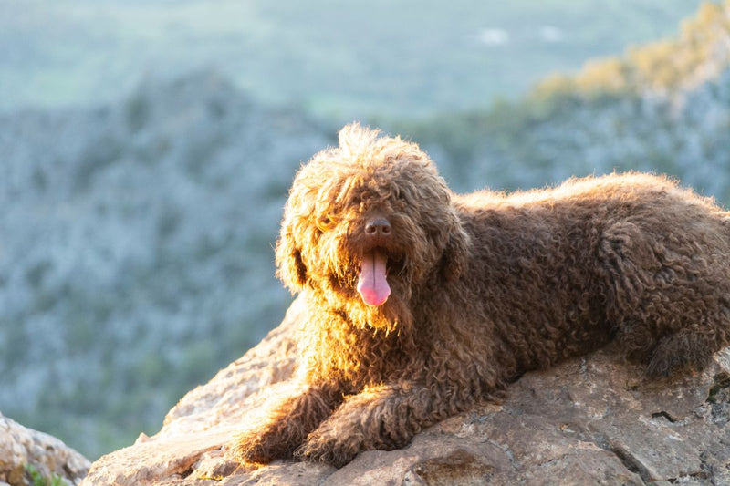 Spanischer Wasserhund: Ein pflegeleichter und intelligenter Partner