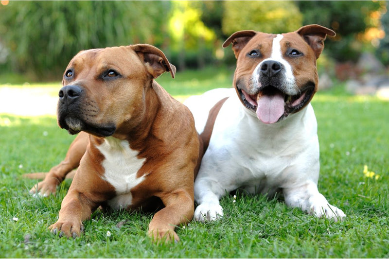 Der Staffordshire Bullterrier: Ein treuer Freund mit mutigem Herzen