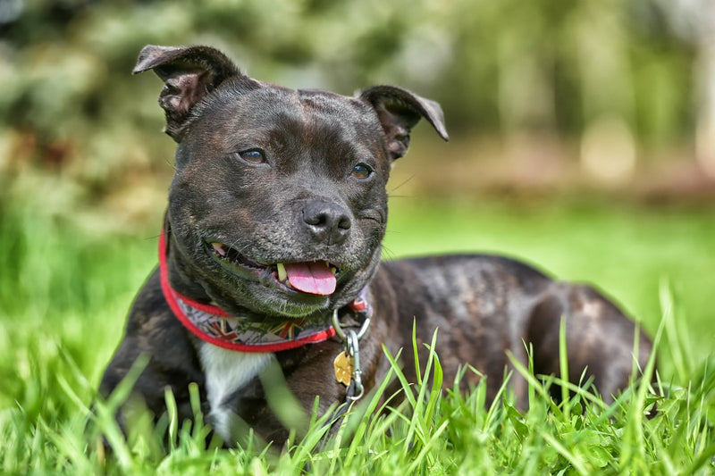 Staffordshire Bullterrier: Größe und Wesen