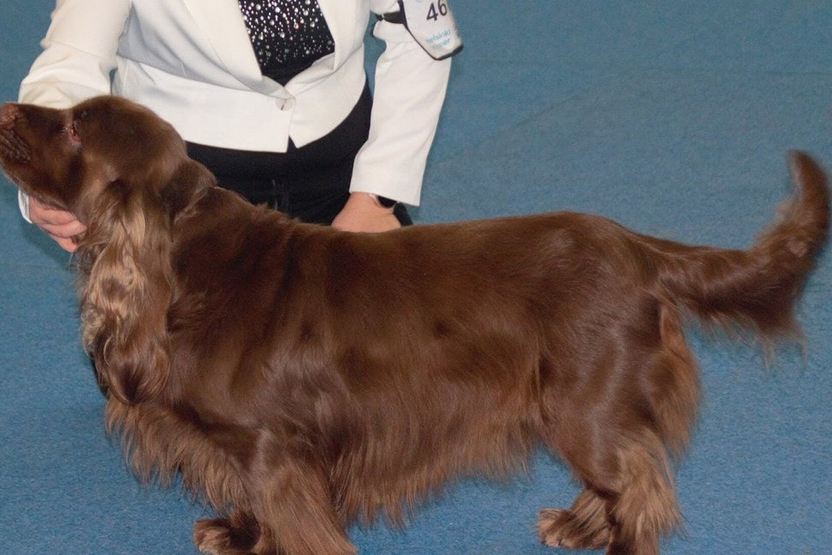 Sussex Spaniel: Größe und Haarkleid