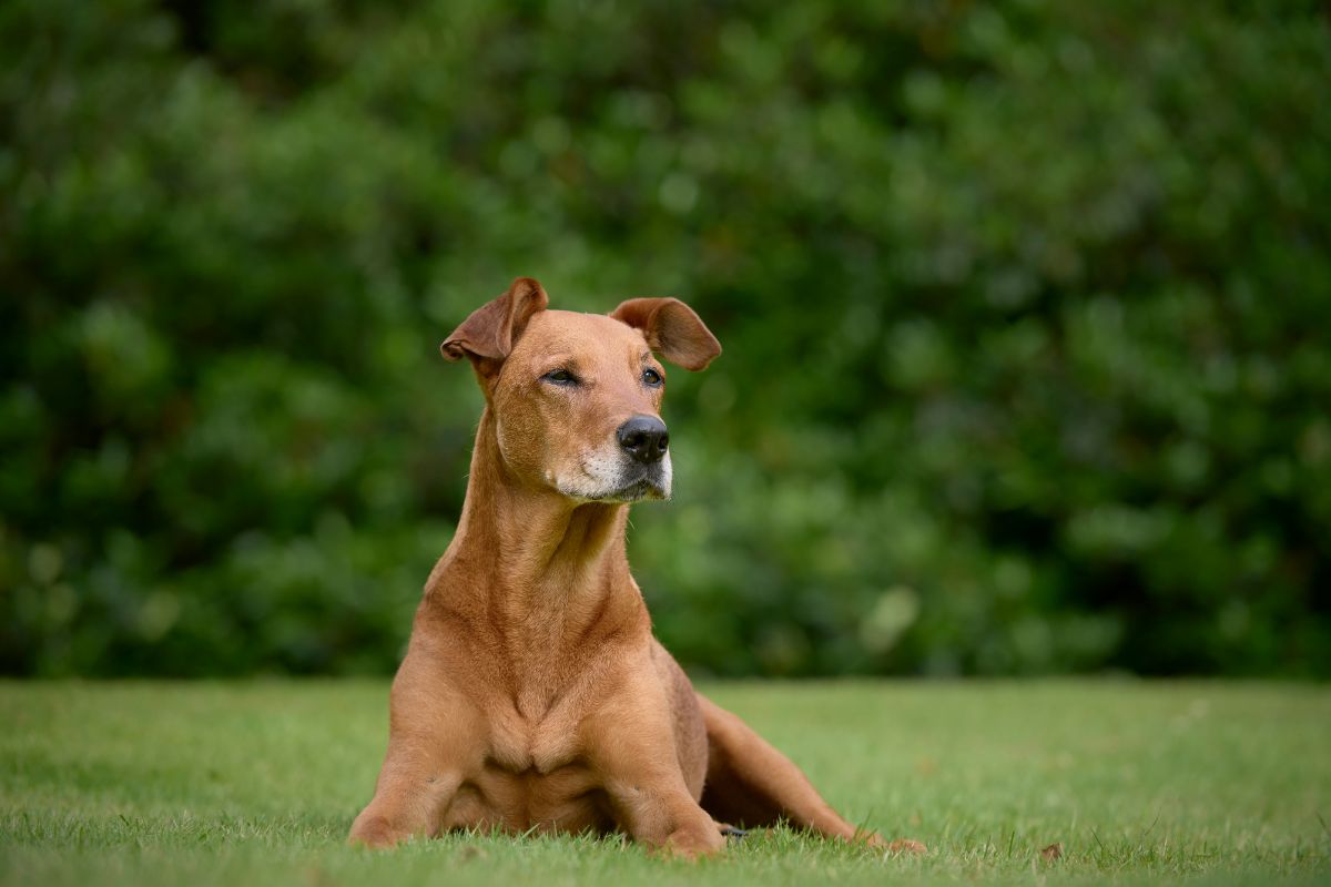 Symptome von Gelenkerkrankungen bei Hunden