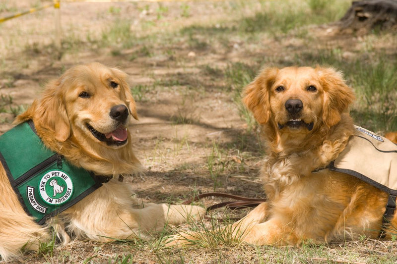 Therapiehunde: Die besten Rassen