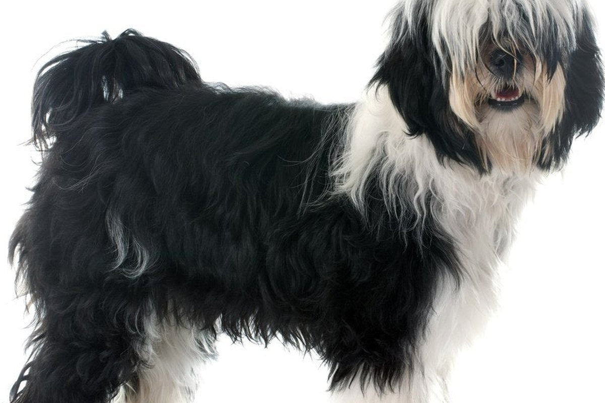 Tibet-Terrier: Warum es keine Kurzhaar-Variante gibt
