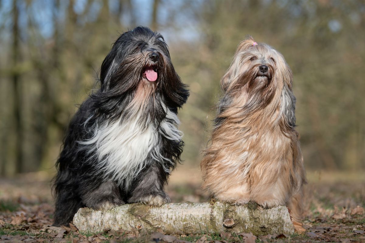 Der Tibet Terrier: Ein robuster Begleiter mit liebevollem Wesen