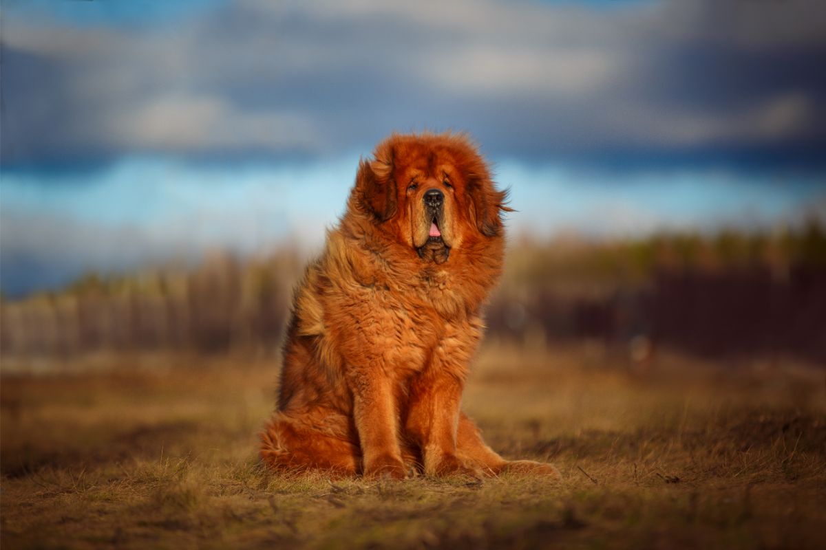 Tibetan Mastiff: Ein treuer Beschützer für Erfahrende