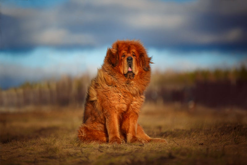 Tibetan Mastiff: Ein treuer Beschützer für Erfahrende