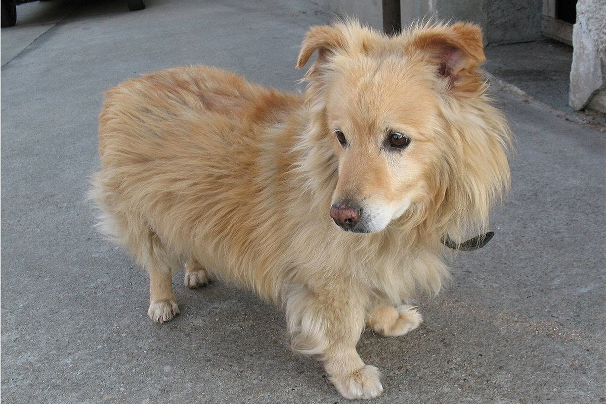 Trachealkollaps beim Hund: Symptome, Verlauf und Alltag
