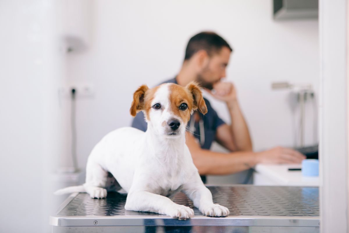 Traumeel für Hunde: Natürliche Heilung für Vierbeiner