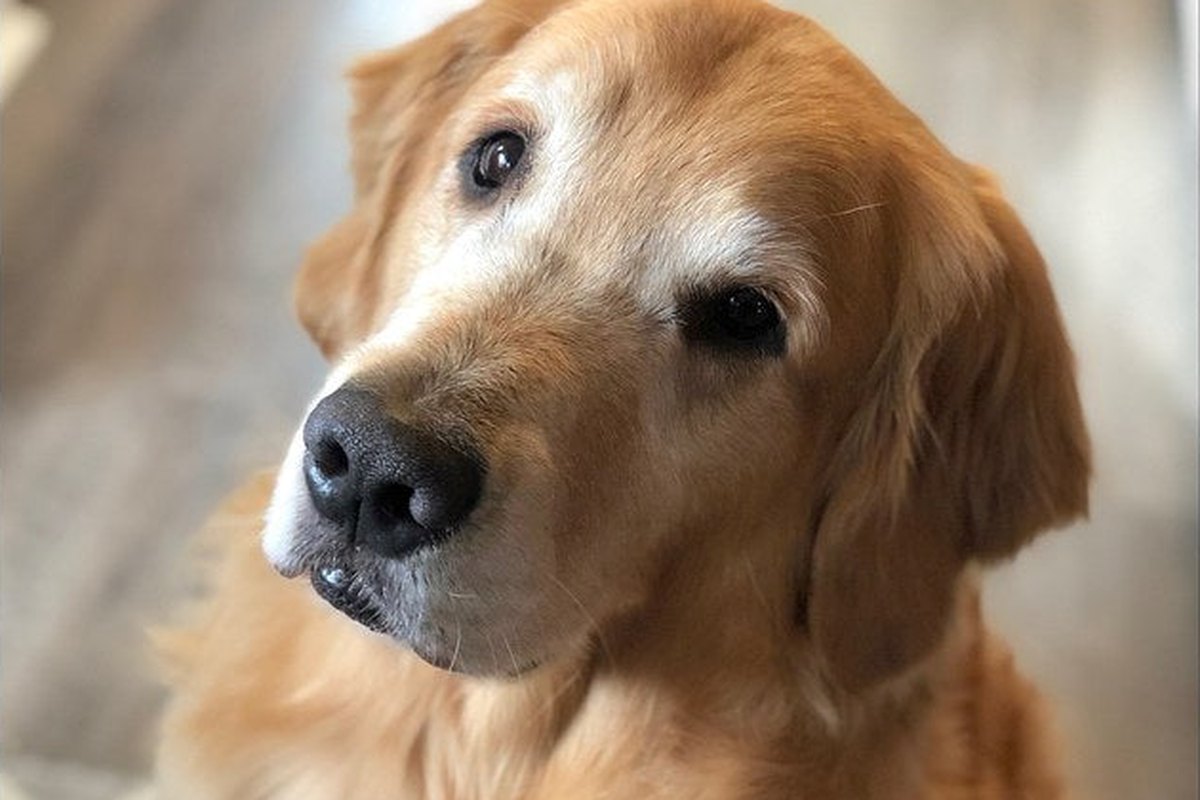 Glaukom beim Hund: was Halter wissen müssen