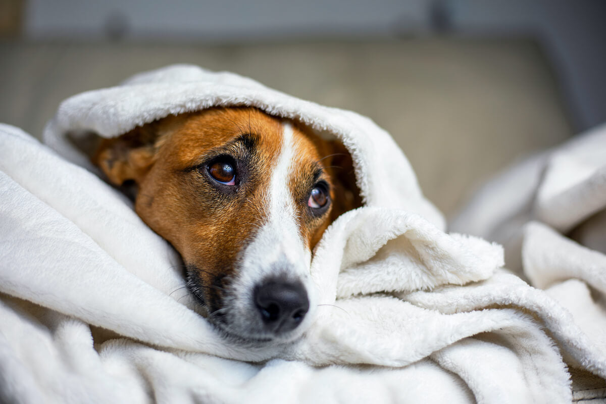 Vomex für Hunde: Ein Helfer auf Reisen