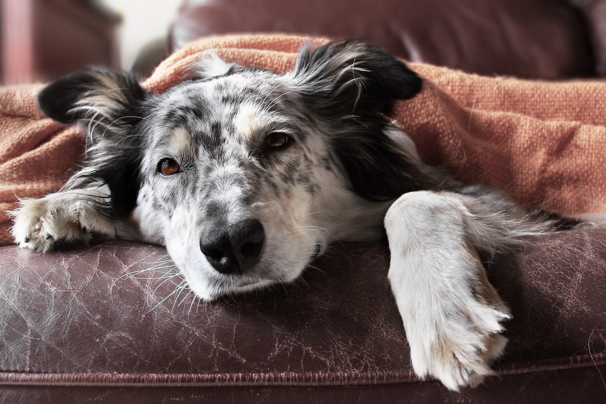 Wann ist die Euthanasie eines Hundes mit Lungenkrebs zu erwägen?
