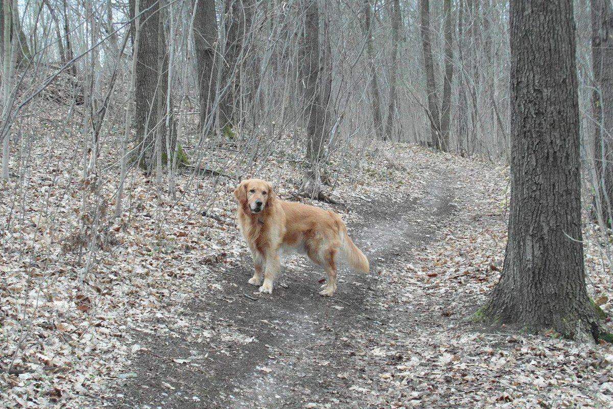 Warum fressen Hunde Holz? Gefahren und was hilft
