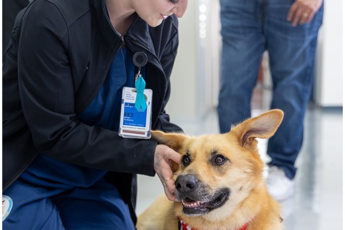 Hunde am Kopf streicheln: Warum es oft schiefgeht