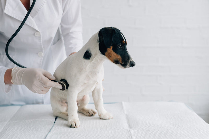 Wasser in der Lunge: Lungenödem bei Hunden