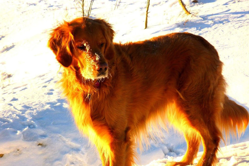 Wechselnase beim Hund: wenn die Nase heller wird