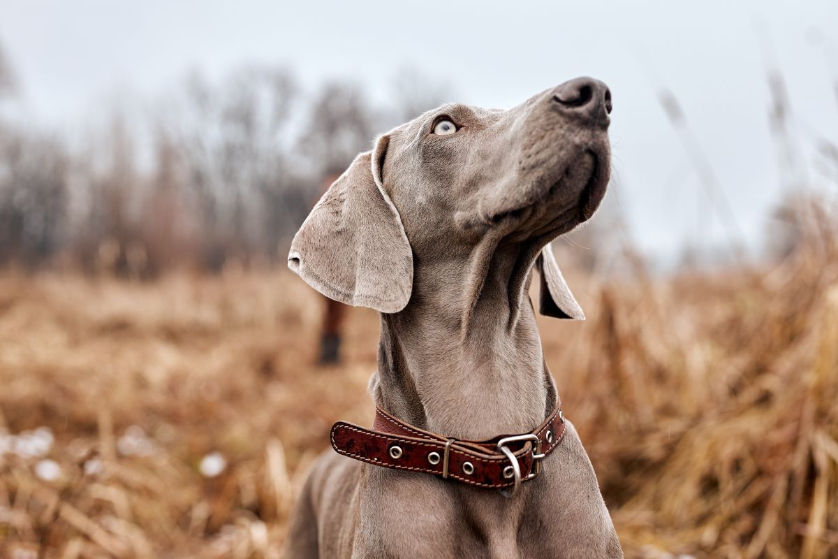 Der Weimaraner: Ein Leben voller Abenteuer