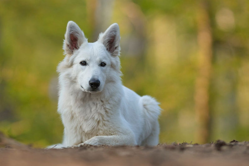 Der Weiße Schäferhund: Ein sportlicher Familienhund mit Köpfchen