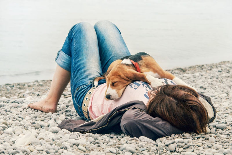 5 interessante Tipps für Hundebesitzer: Zusammenleben angenehm organisieren