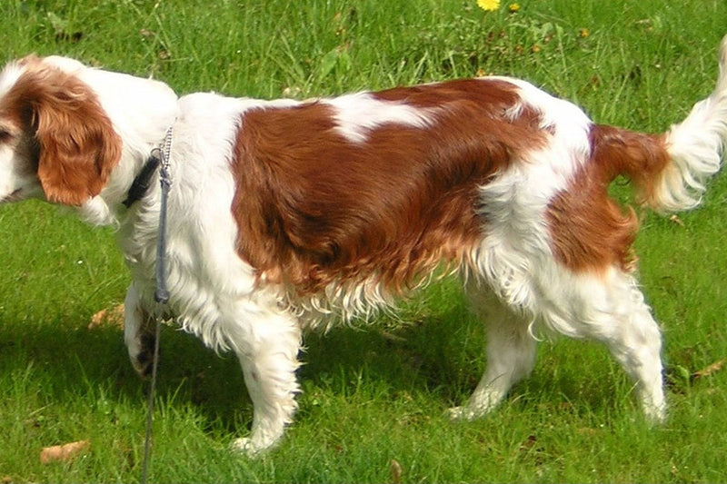 Welsh Springer Spaniel: Größe und Haarkleid