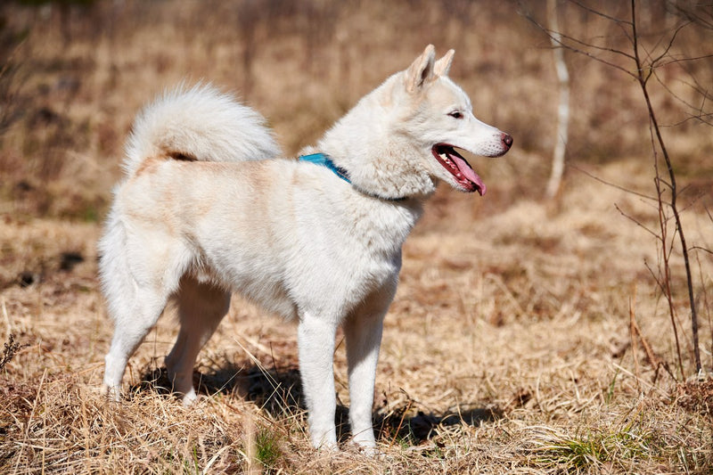 Westsibirischer Laika: Größe, Wesen und Jagd