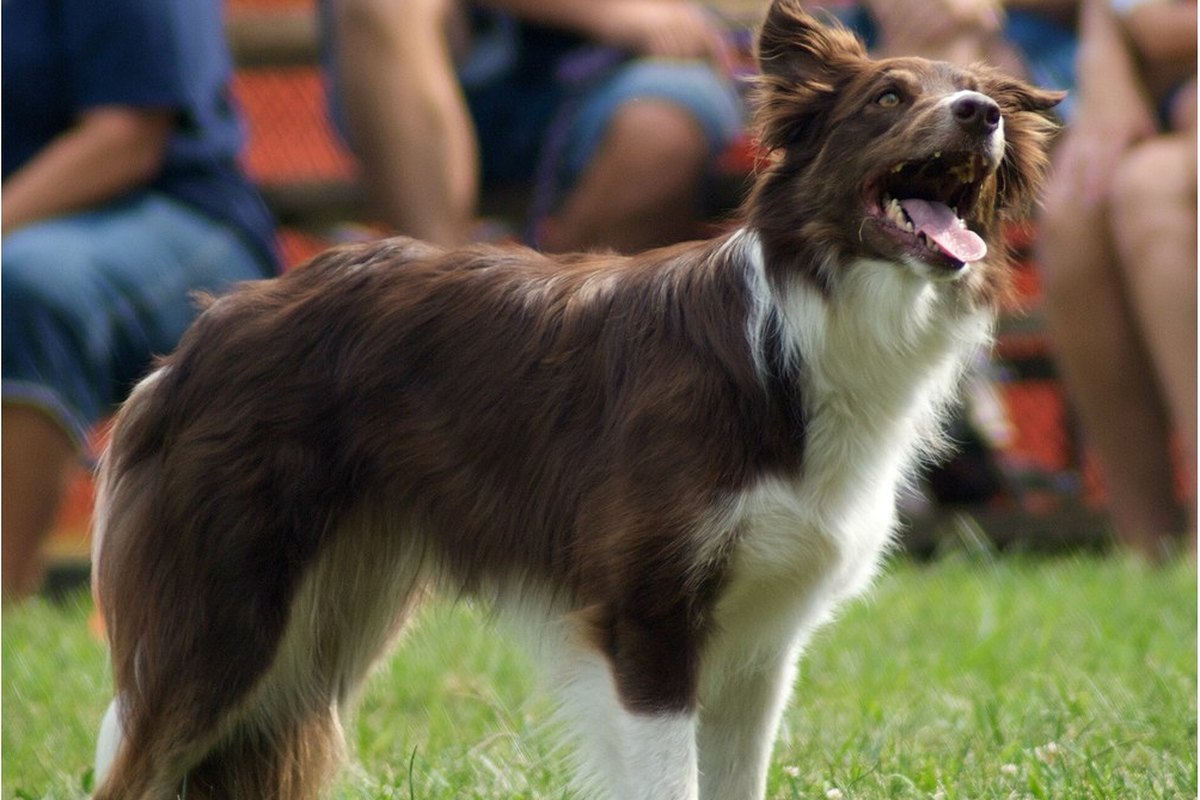Jagdtrieb beim Hund kontrollieren: was wirklich hilft