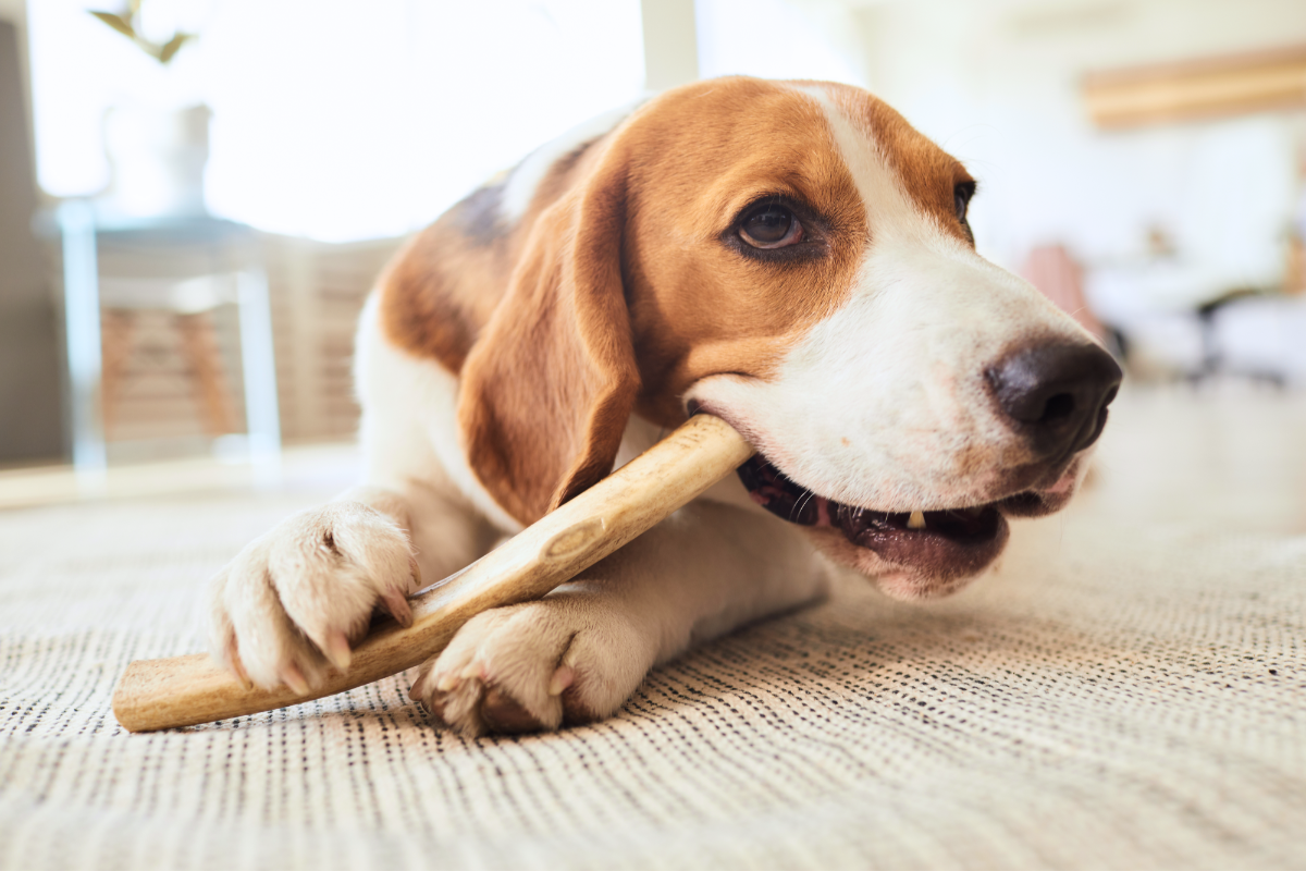 Wie sich Hunde ohne Zähne anpassen und gedeihen